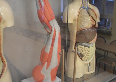 modele anatomiczne - kończyna dolna i narządy wewnętrzne